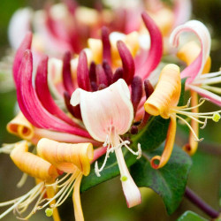 Lonicera Periclymenum Plant Chojnow (serotina)