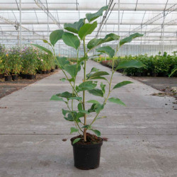 Magnolia Plant Heaven Scent