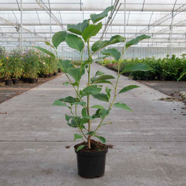 Buy Magnolia Plant Heaven Scent Online - Green plants & flowering plants Buy Magnolia Plant Heaven Scent Online - Green plants & flowering plants