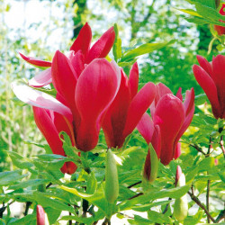 Magnolia Liliiflora Plant Nigra
