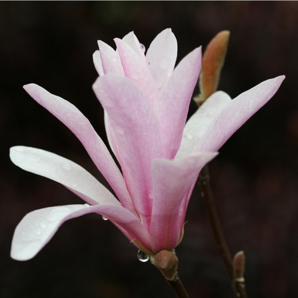 Buy Magnolia loebneri Plant Leonard Messel Online - Green plants & flowering plants