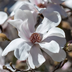Magnolia Loebneri Plant Merrill
