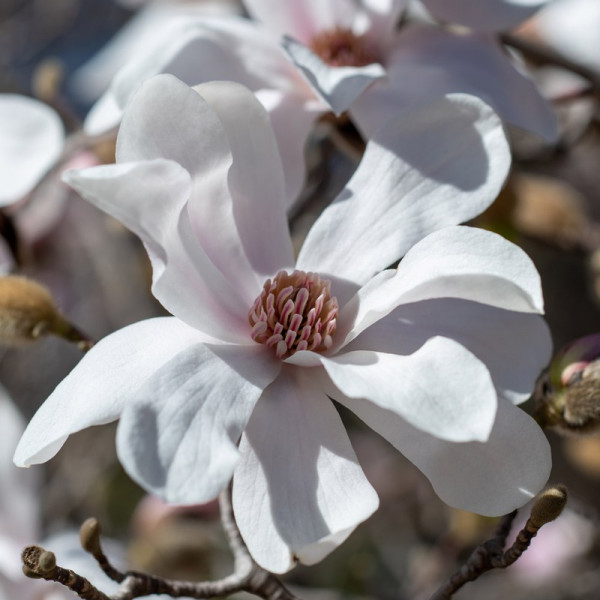Buy Magnolia loebneri Plant Merrill Online - Green plants & flowering plants