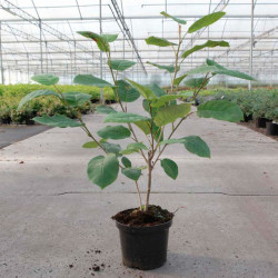 Magnolia Sieboldii Plant