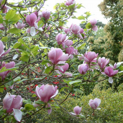 Magnolia Soulangeana Plant