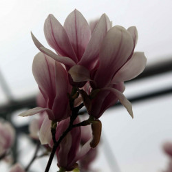Magnolia Soulangeana Plant Alba Superba