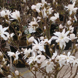 Magnolia Stellata Plant Rosea