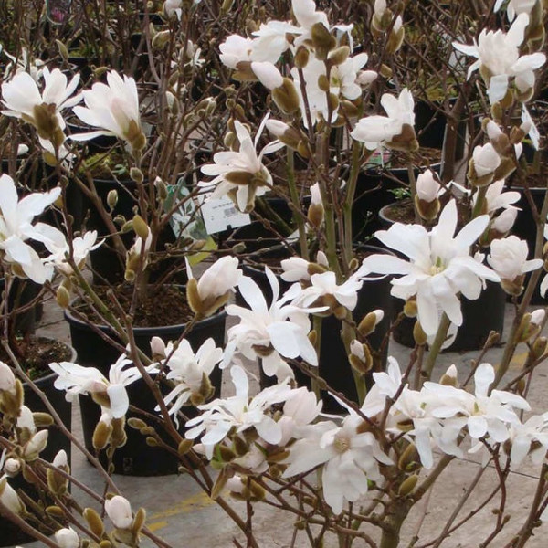 Buy Magnolia stellata Plant Rosea Online - Green plants & flowering plants Buy Magnolia stellata Plant Rosea Online - Green plants & flowering plants