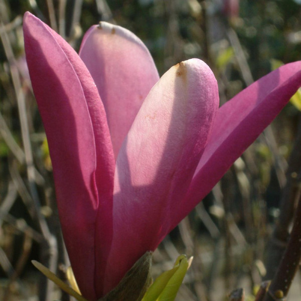 Buy Magnolia Plant Susan Online - Green plants & flowering plants Buy Magnolia Plant Susan Online - Green plants & flowering plants