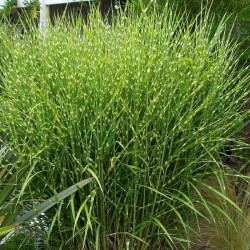 Miscanthus Sinensis Plant Strictus (zebrinus)