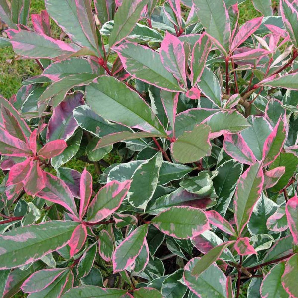 Buy Photinia fraseri Plant Pink Marble Online - Green plants & flowering plants Buy Photinia fraseri Plant Pink Marble Online - Green plants & flowering plants