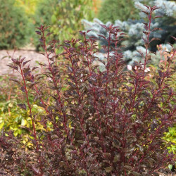 Physocarpus Opulifolius Summer Wine