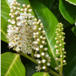 Prunus Laurocerasus Plant Rotundifolia