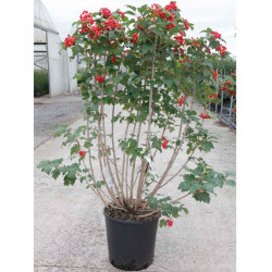Viburnum Opulus Plant Compactum