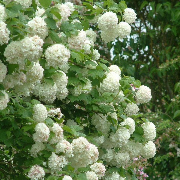 Buy Viburnum opulus Plant Roseum Online - Green plants & flowering plants
