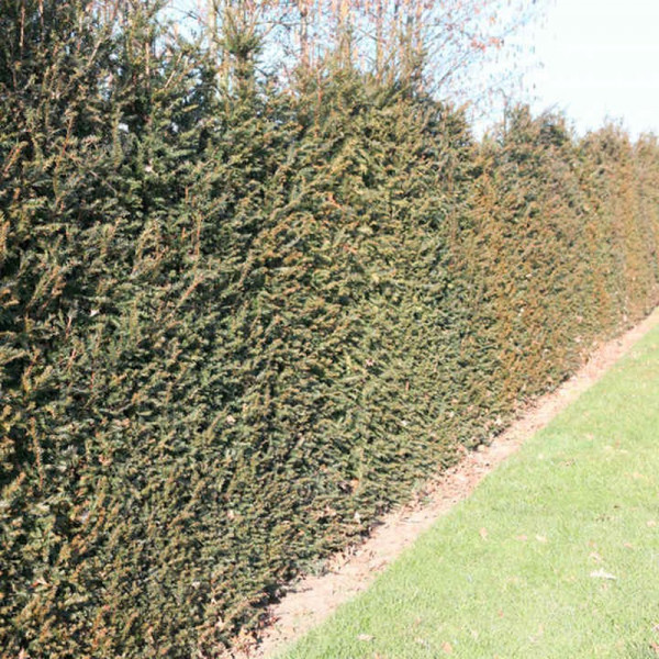 Buy Taxus baccata Plant Online - Green plants & flowering plants Buy Taxus baccata Plant Online - Green plants & flowering plants