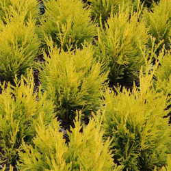 Thuja Plicata Plant Atrovirens