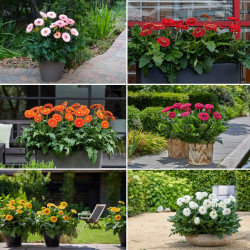 Gerbera Plant Patio Fundy