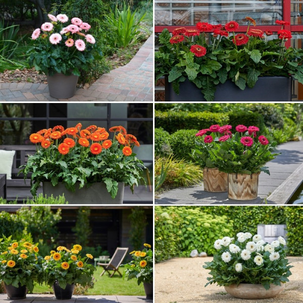 Buy Gerbera Plant Patio Fundy Online - Garden Plants & Bushes Buy Gerbera Plant Patio Fundy Online - Garden Plants & Bushes