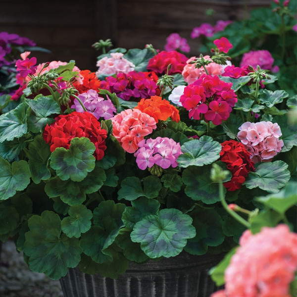 Buy Geranium Zonal JackPot Improved Mixed Online - Green plants & flowering plants