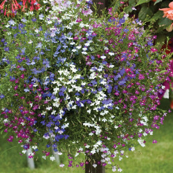Lobelia Ultra Cascade Mixed