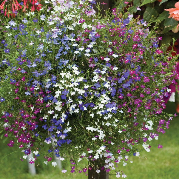Buy Lobelia Ultra Cascade Mixed Online - Green plants & flowering plants