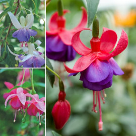 Fuchsia Hardy Collection