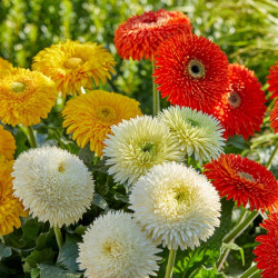 Gerbera Plant Glorious White