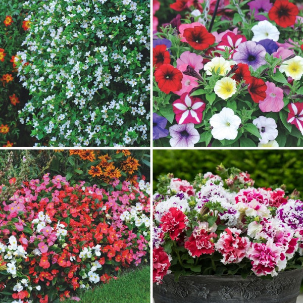 Buy Summer Saver Collectio 72 Plug Plants Online - Green plants & flowering plants