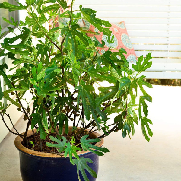 Buy Ficus car. Little Miss Figgy Online - Plant Seeds Buy Ficus car. Little Miss Figgy Online - Plant Seeds
