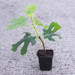 Ficus (fig) Carica