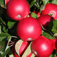 Buy Gardening Fruit Trees Online Today Find Fruit Trees deals Online - Keep your garden happy with Egardener Online