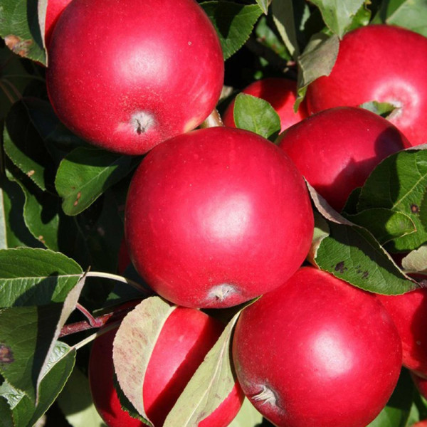 Buy Apple (Malus) Scrumptious Online - Fruit Trees & Bushes Buy Apple (Malus) Scrumptious Online - Fruit Trees & Bushes