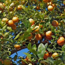 Lime (citrus Limonia) Rangpur