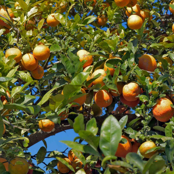 Buy Lime (Citrus limonia) Rangpur Online - Fruit Trees & Bushes