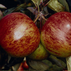Apple (malus) Ellisons Orange