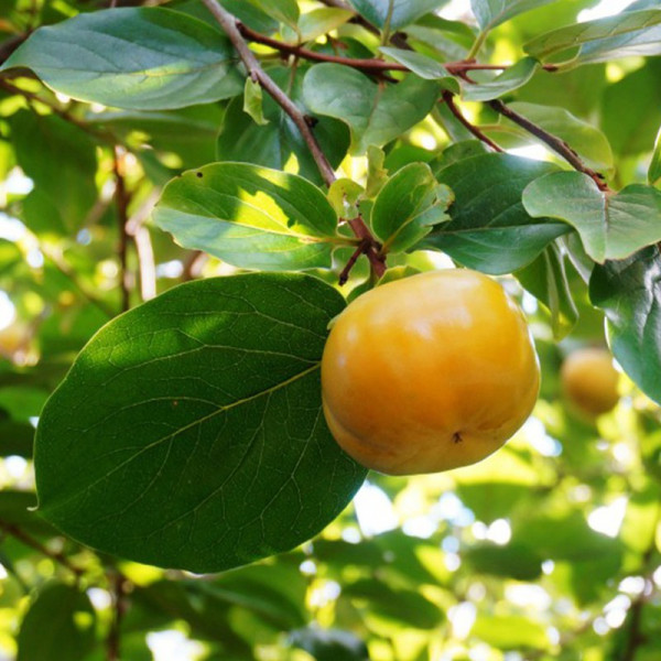 Buy Sharon Fruit (Diospyros) Kaki Fuyu Online - Fruit Trees & Bushes