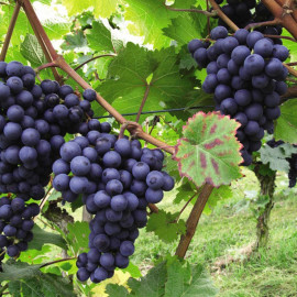 Grape Dornfelder (vitis) Boskoop Glory