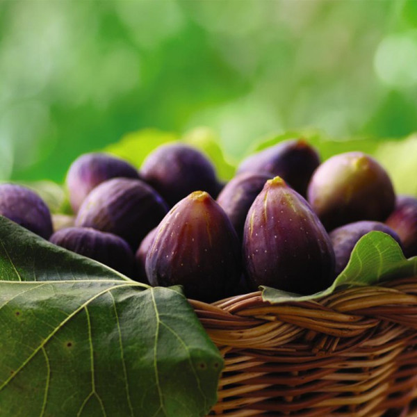 Buy Fig (Ficus) Negronne (Violette De Bourdea) Online - Green plants & flowering plants