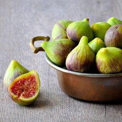Fig (ficus) Brunswick
