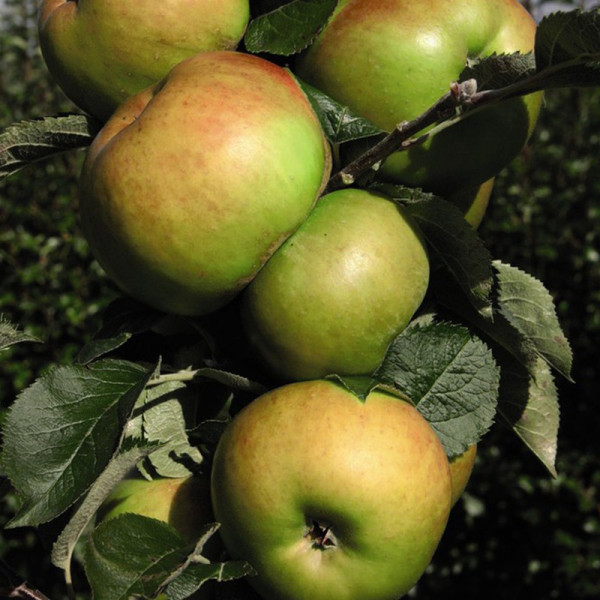Buy Apple (Malus) Bramley 20 (M27) Online - Green plants & flowering plants