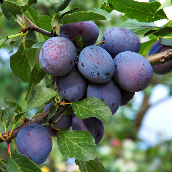 Buy Plum (Prunus) Herman Online - Fruit Trees & Bushes Buy Plum (Prunus) Herman Online - Fruit Trees & Bushes