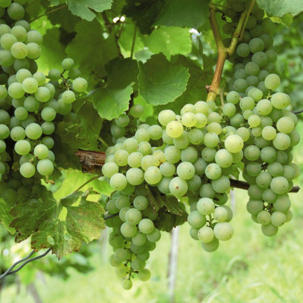 Buy Grape (Vitis) Phoenix Vine Online - Fruit Trees & Bushes Buy Grape (Vitis) Phoenix Vine Online - Fruit Trees & Bushes