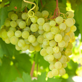 Grape (vitis) Lakemont