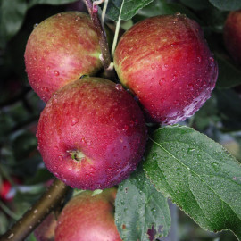 Apple (malus) Core Blimey