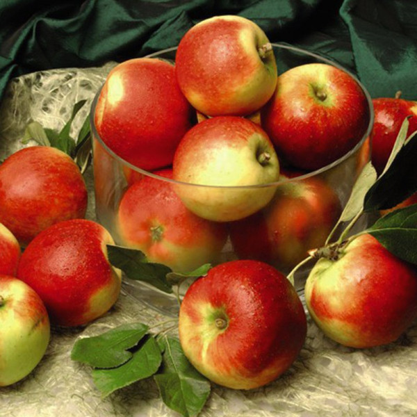 Buy Apple (Malus) Ballerina Samba Online - Garden Plants & Bushes