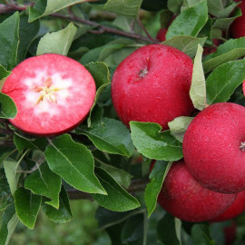 Apple (malus) Rosette