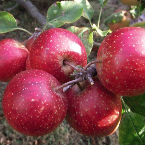 Buy Apple (Malus) Little Pax Online - Fruit Trees & Bushes Buy Apple (Malus) Little Pax Online - Fruit Trees & Bushes