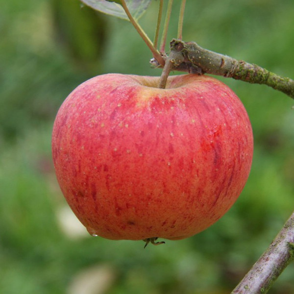 Buy Apple (Malus) Paradice Gold Online - Green plants & flowering plants