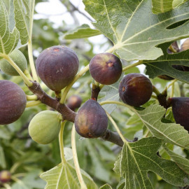 Fig Ice Crystal